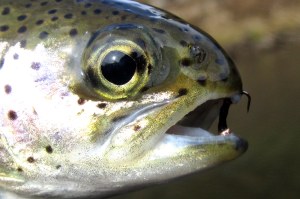 fishing nov15 008-001