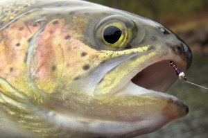 christmas tree 018-001